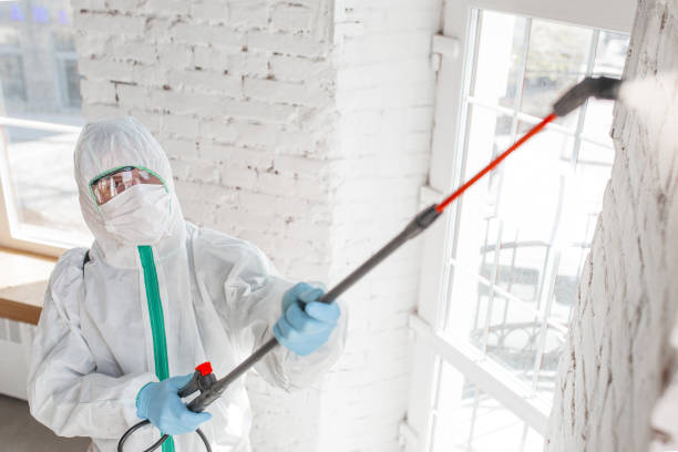 Best Emergency Mold Remediation  in Keokea, HI
