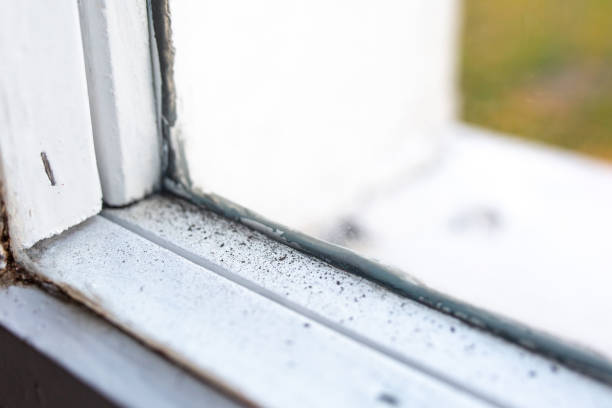 Best Black Mold Removal  in Keokea, HI