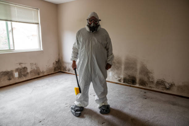 Best Basement Mold Removal  in Keokea, HI